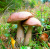 Мицелий грибов Подберезовик обыкновенный, 15 гр