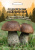 Мицелий грибов Подберезовик обыкновенный, 15 гр